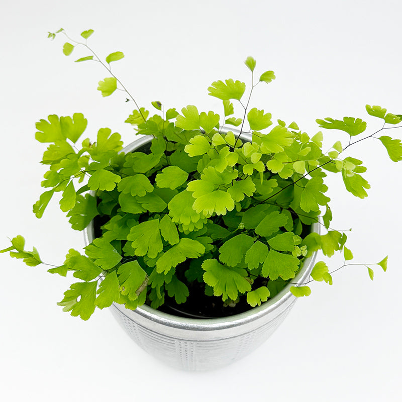 Maidenhair Fern plants for sale