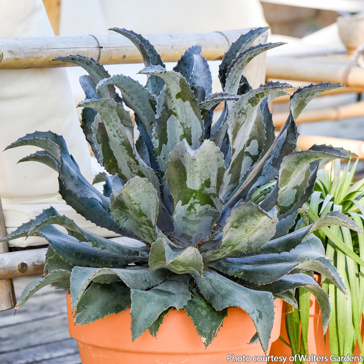 Mangave 'Night Owl' PP For Sale – Logee's Plants