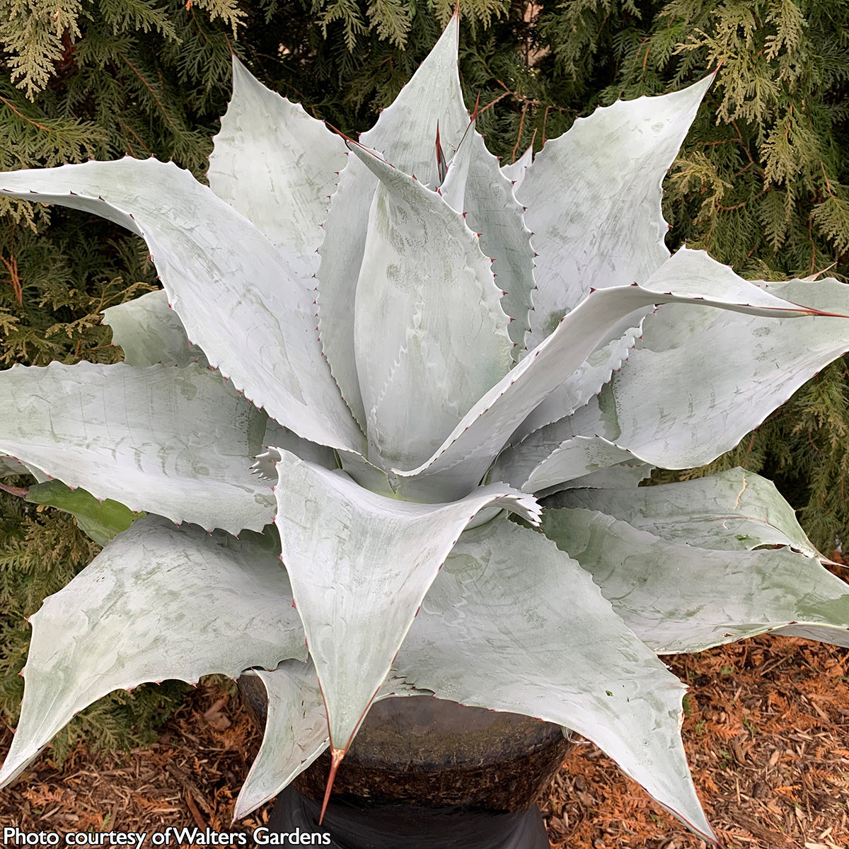 Mangave ‘Permanent Wave’ PP (Manfreda x Agave hybrid)