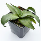 Mangave ‘Permanent Wave’ PP (Manfreda x Agave hybrid)