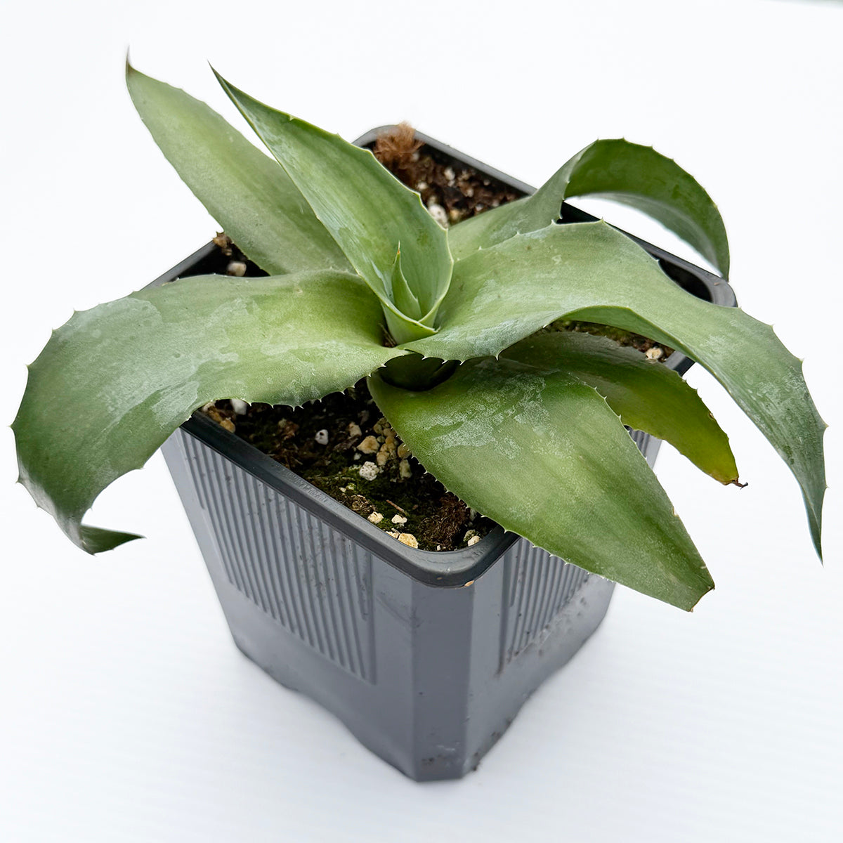 Mangave ‘Permanent Wave’ PP (Manfreda x Agave hybrid)