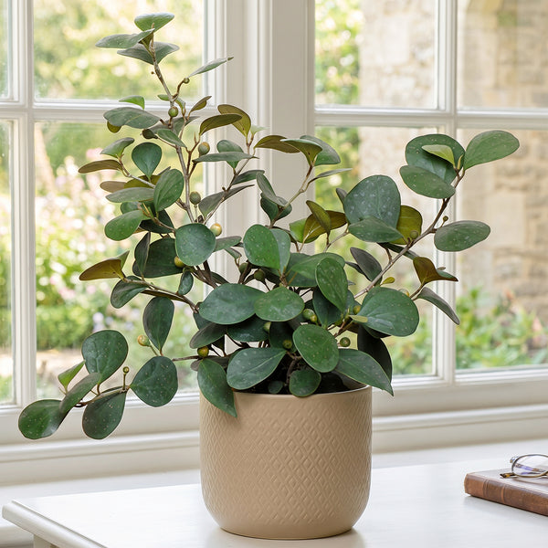 ficus indoor plant Mistletoe Fig For Sale – Logee's Plants