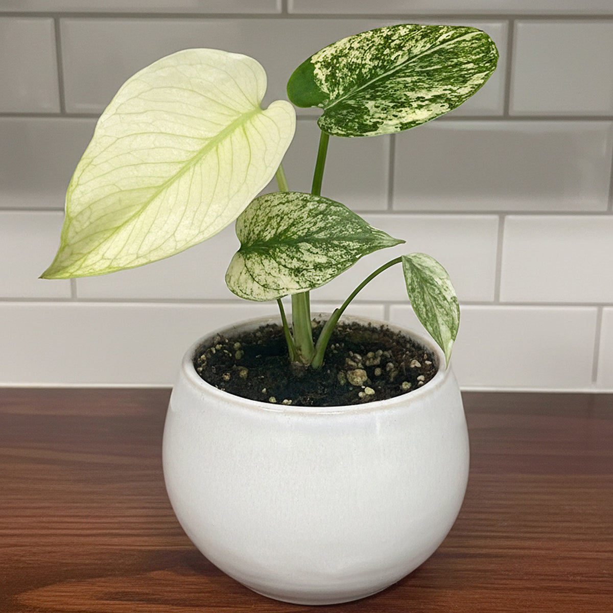 【希少】Monstera Deliciosa mint (フルミント) Monstera 'Mint' for Sale – Logee's Plants