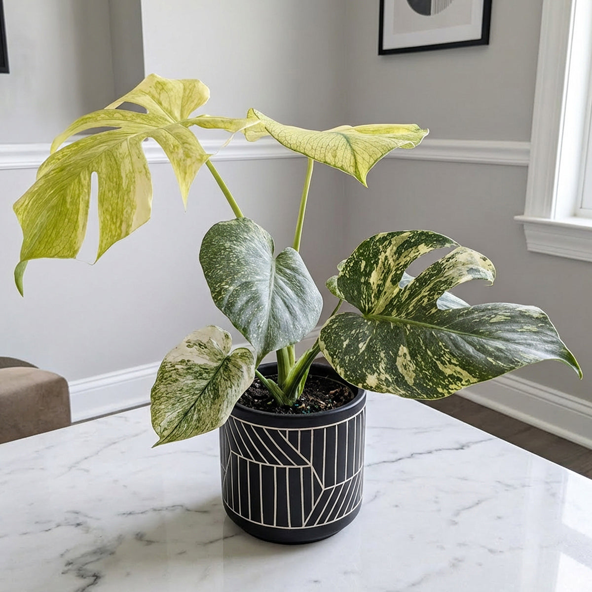 Monstera 'Mint' rare variegated aroid plant for sale