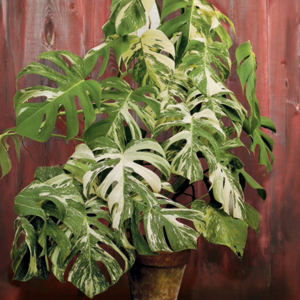 monstera albo for sale nearby Monstera Albo Variegated – 8" Variegated Monstera Albo | Rare Houseplant | Easy-Care Indoor Plant | Perfect for Home Decor