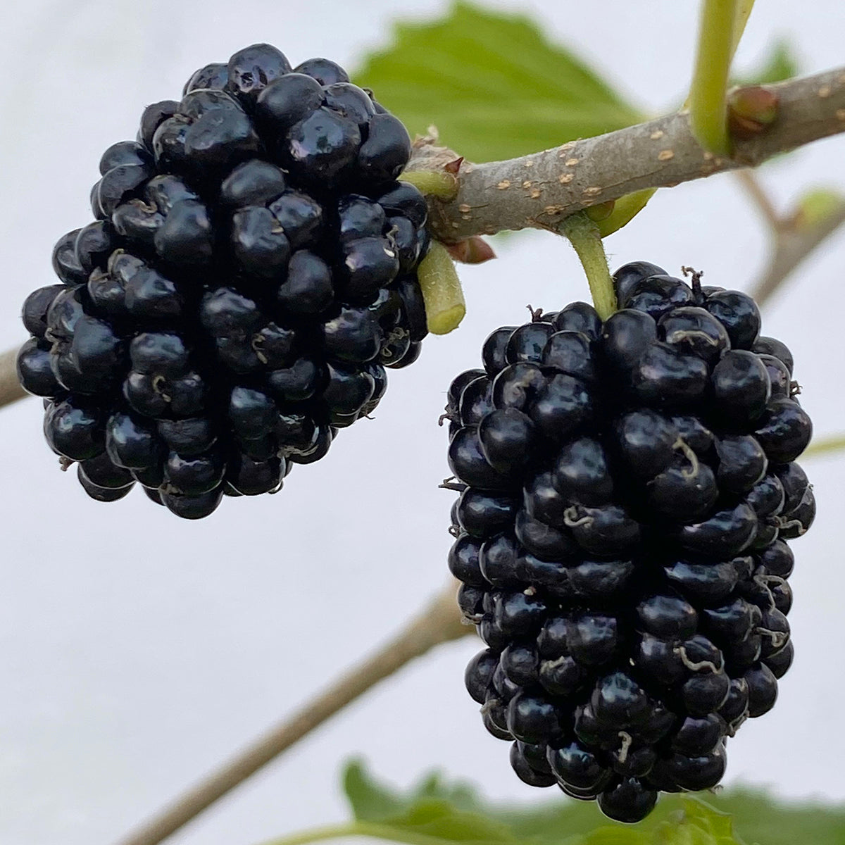 Dwarf Hawaiian Mulberry (Morus species)