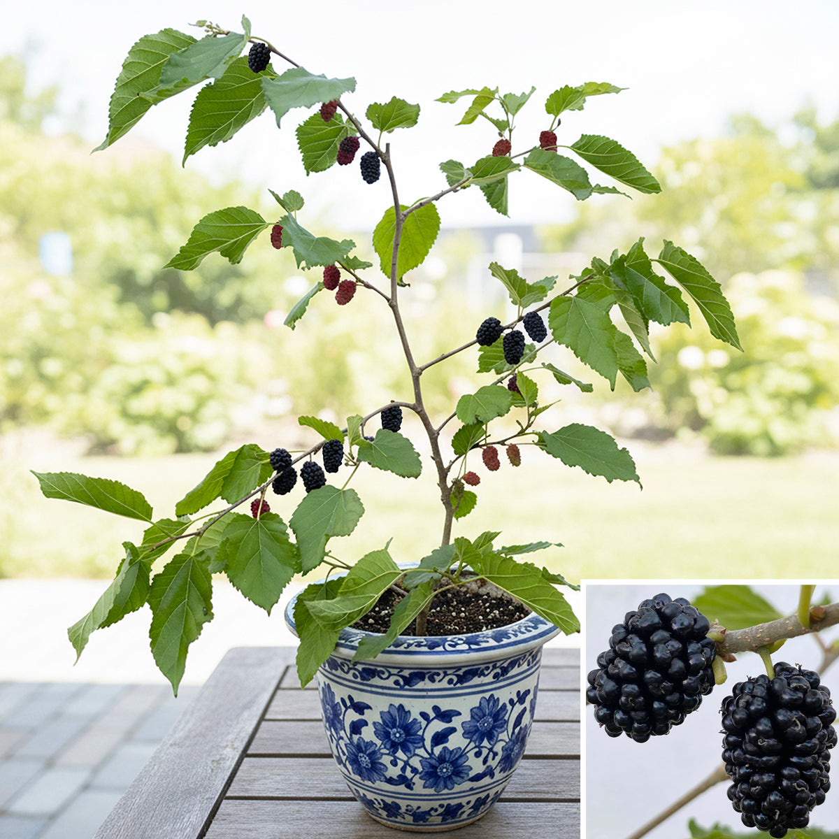 Dwarf Hawaiian Mulberry (Morus species)