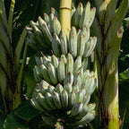 a bunch of Blue Java Ice Cream Banana fruits hanging from a banana tree