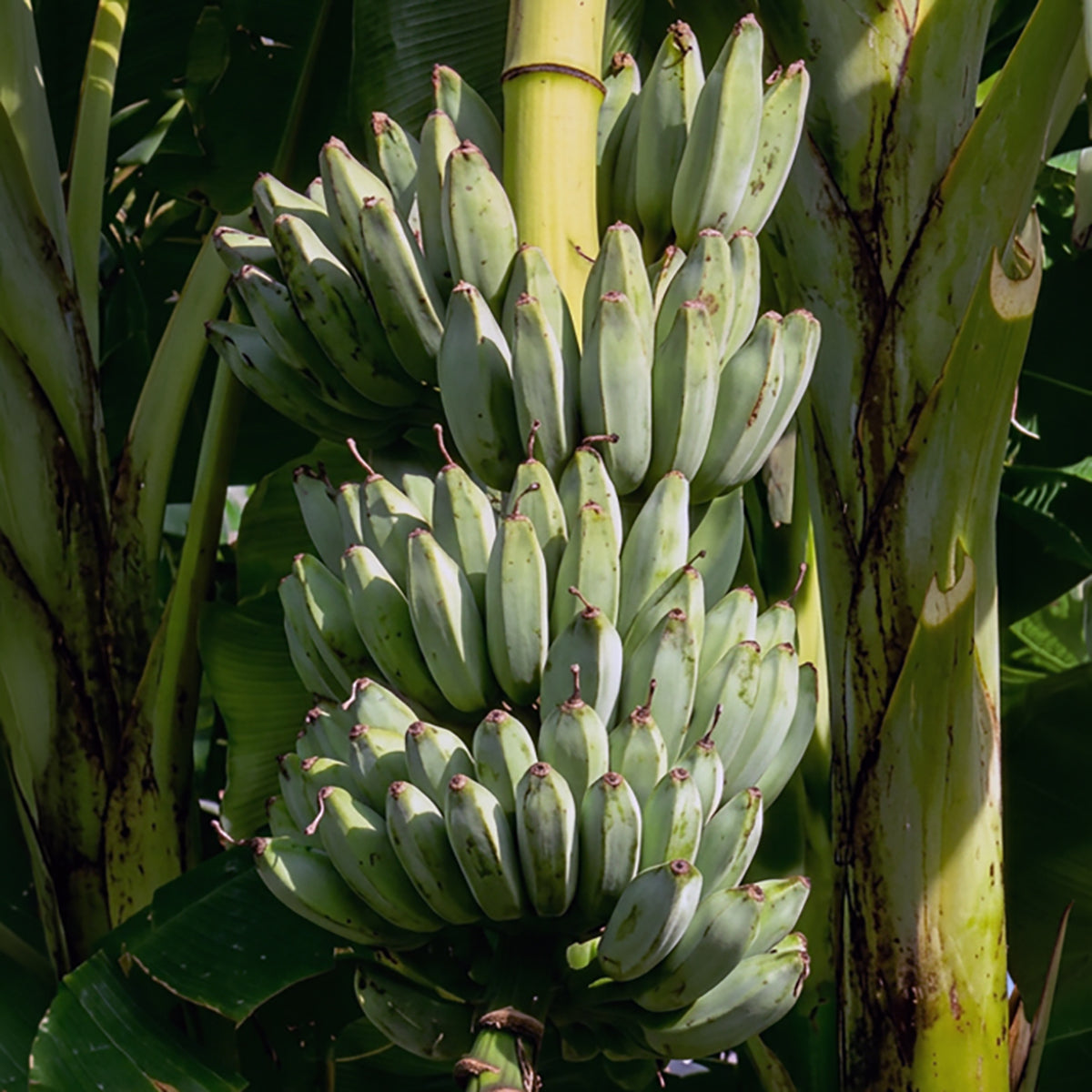 a bunch of Blue Java Ice Cream Banana fruits hanging from a banana tree