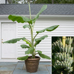Blue Java Ice Cream Banana plant in a decorative pot in front of a white house, with an inset photo of a bunch of blue-green banana fruits on a banana tree