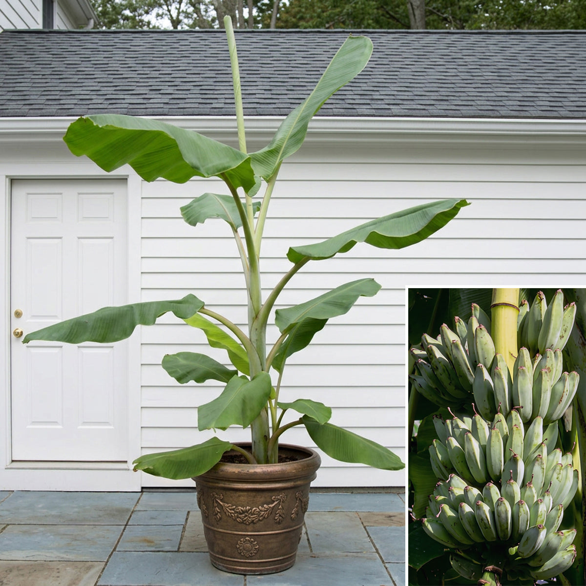 Blue Java Ice Cream Banana plant in a decorative pot in front of a white house, with an inset photo of a bunch of blue-green banana fruits on a banana tree