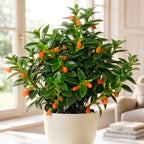 Goldfish Plant 'Christmas Holly'