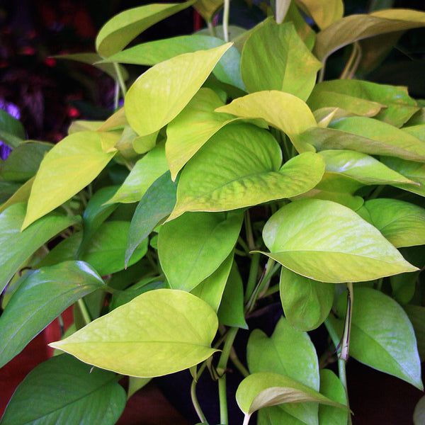 neon pothos ivy Epipremnum aureum 'Neon' Pothos (4" Pot)