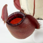 Tropical Pitcher Plant ‘Black Miracle’ Hybrid (Nepenthes hybrid)