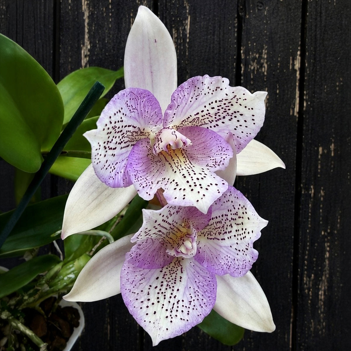 Ctly. Orchid Chantilly Lace 'Twinkle'