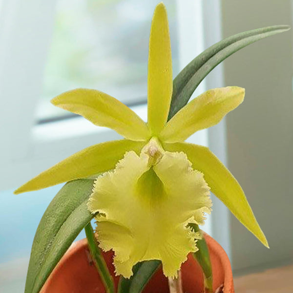 Rby. Orchid Raingreen’s Splendor - potted plant for sale