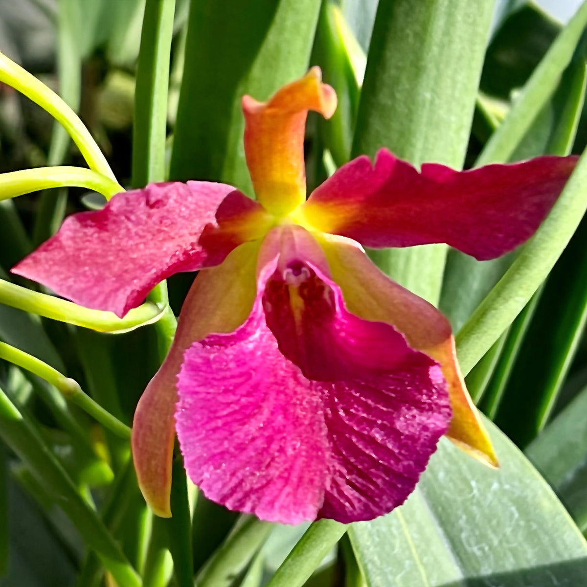 Stlma. Orchid Kelly ‘Lea’ - potted plant for sale