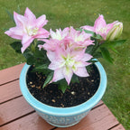 Oriental Pot Lily Looks™ ‘Sunny Double Duty’ bulbs for sale