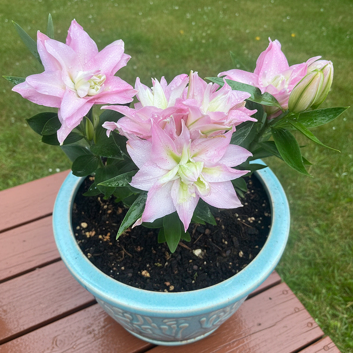 Oriental Pot Lily Looks™ ‘Sunny Double Duty’ bulbs for sale