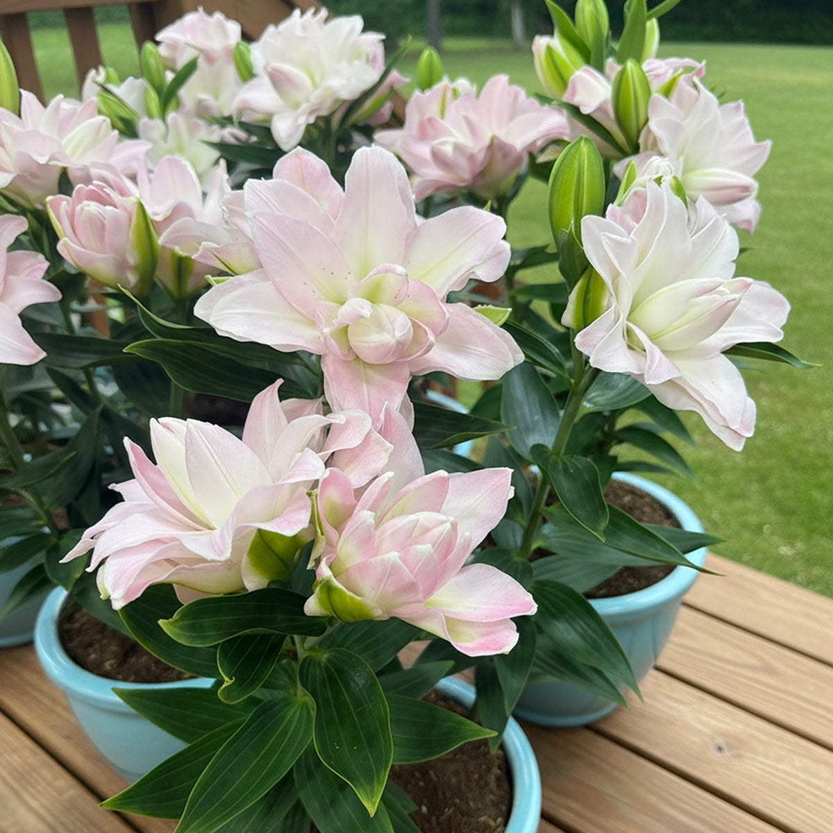 Oriental Pot Lily Looks™ 'Sunny Double Duty' (Lilium hybrid)