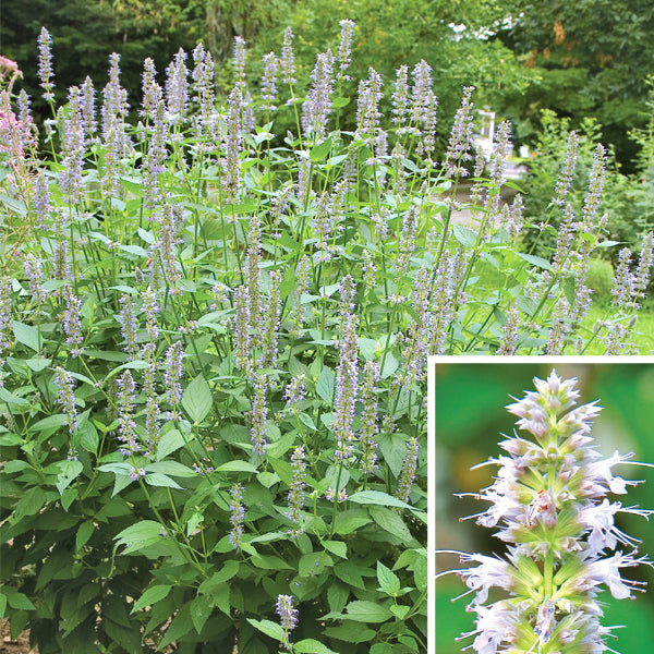Anise Hyssop ‘Blue Fortune’ (Agastache hybrid)