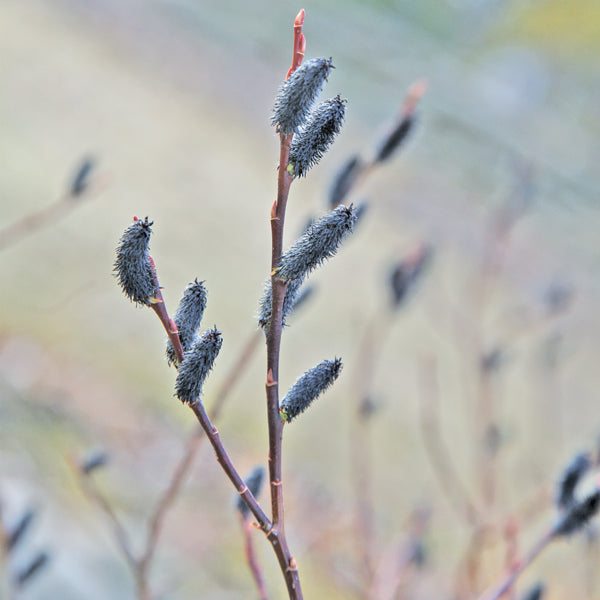 Black Pussy Willow (Salix gracilistyla melanostachys)