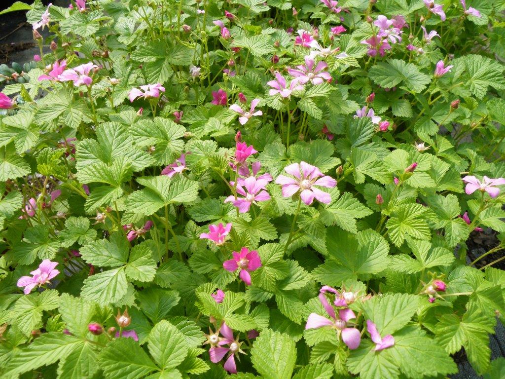 Arctic Raspberry Plant Set ‘Beta’ & ‘Sophia’ (Rubus arcticus x stellarcticus)