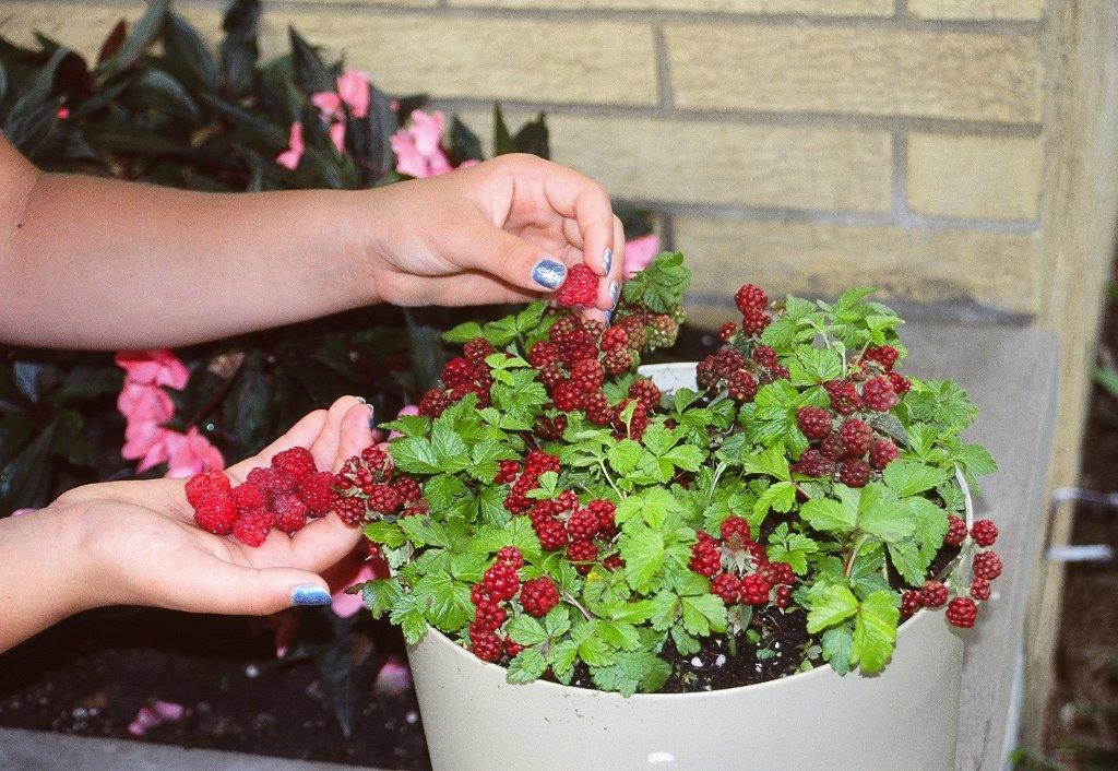 Arctic Raspberry Plant Set ‘Beta’ & ‘Sophia’ (Rubus arcticus x stellarcticus)
