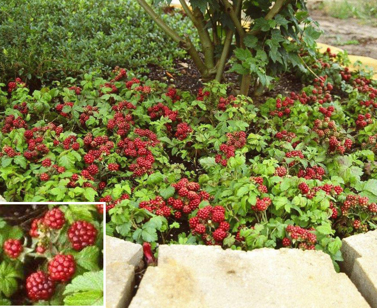 Arctic Raspberry Plant Set ‘Beta’ & ‘Sophia’ For Sale – Logee's Plants