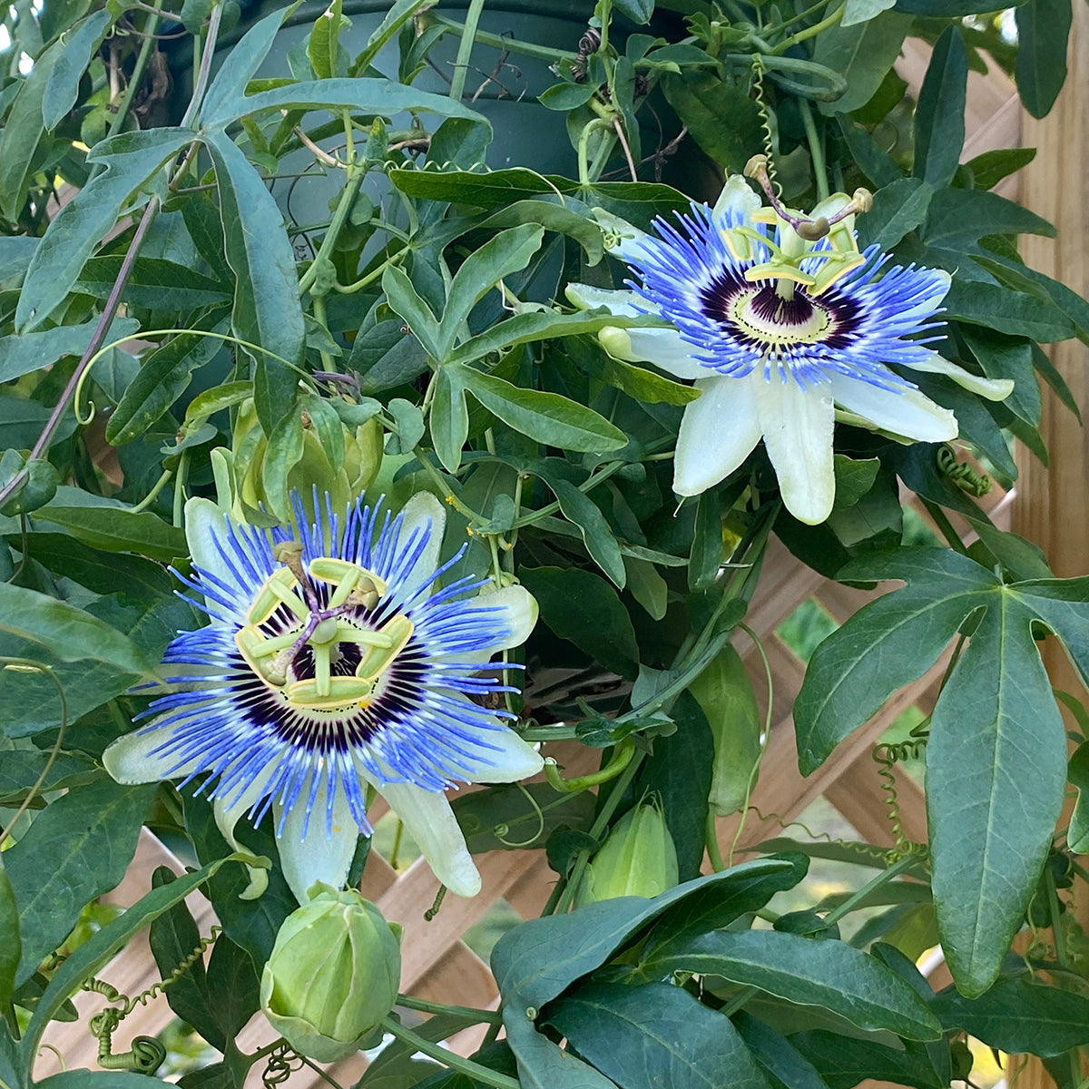 passiflora indoor plant Passion Flower ‘Blue Bahama’ For Sale – Logee's Plants