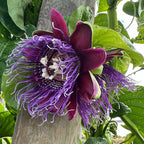 Passiflora quadrangularis (Passiflora quadrangularis)