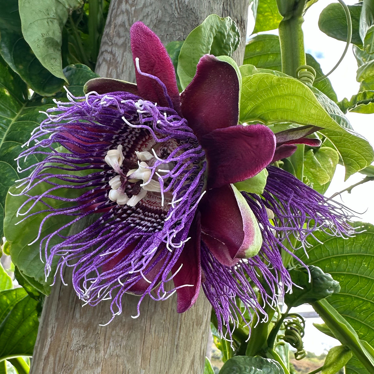 Passion Flower 'Indian Giant Granadilla' (Passiflora quadrangularis)