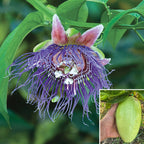 Passion Flower ‘Giant Granadilla’