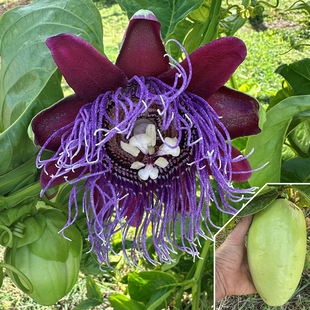 Passion Flower ‘Indian Giant Granadilla’