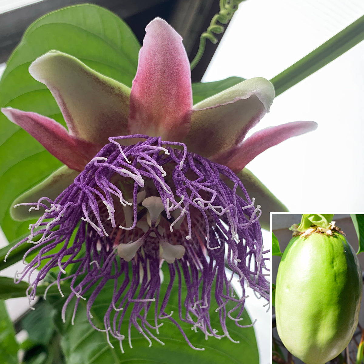 Passion Flower ‘Giant Granadilla’ (Passiflora quadrangularis var. macrocarpa)