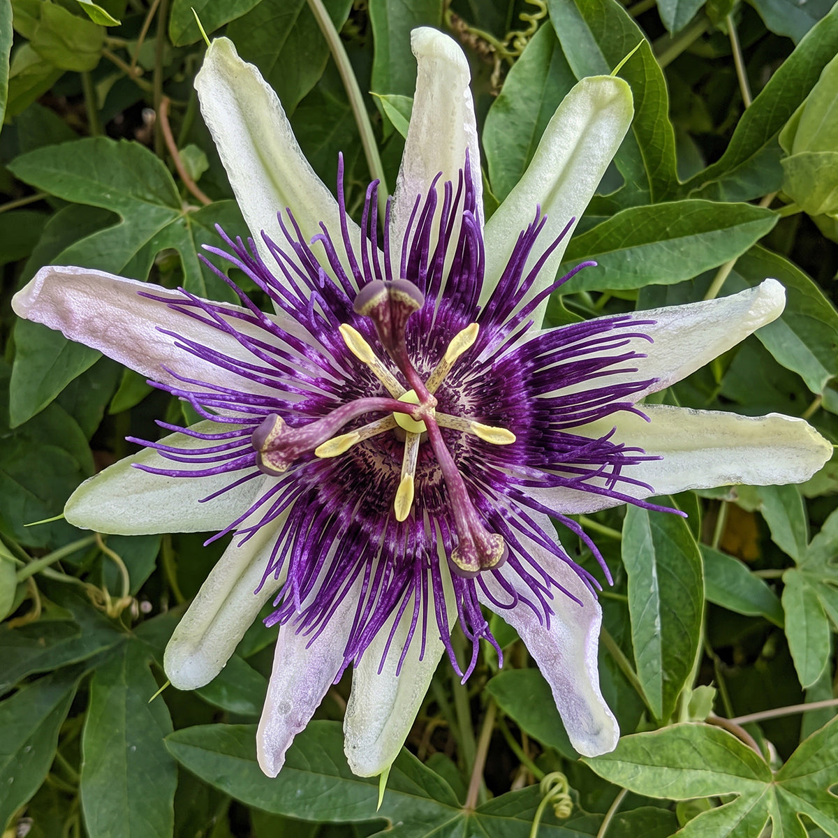 passiflora flower with purple filaments