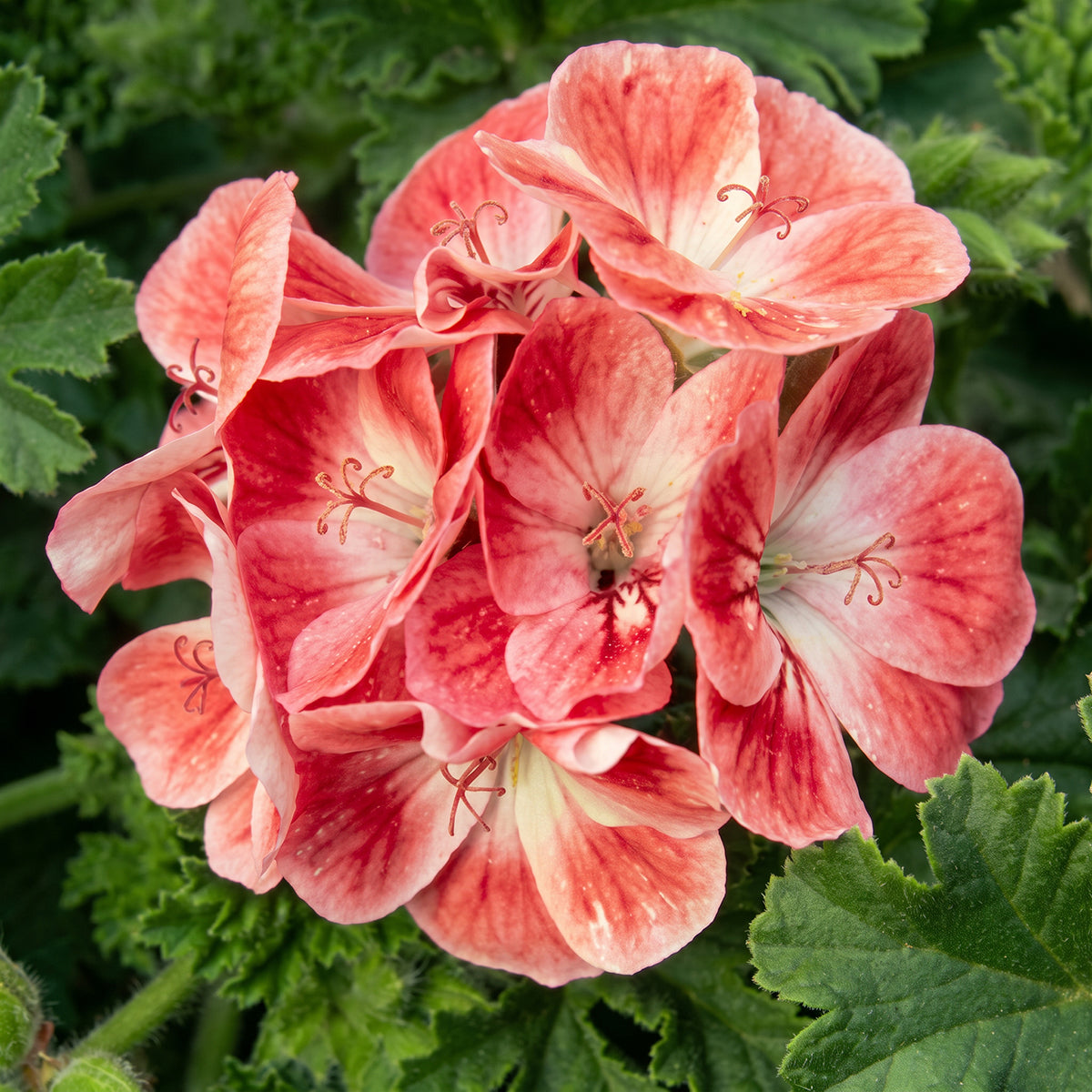 Geranium ‘Apricot’ plant for sale