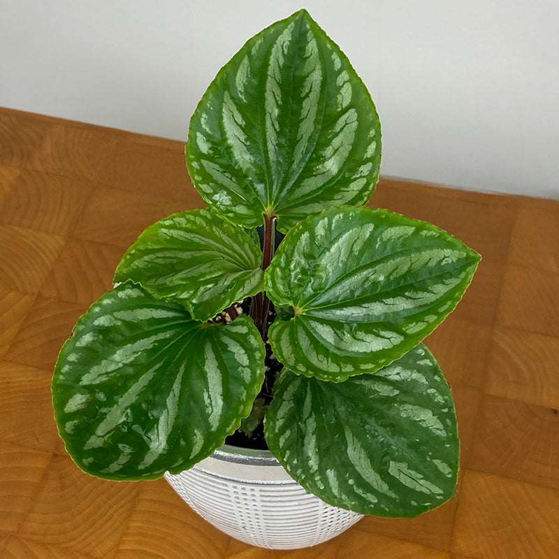 Peperomia Ecuador