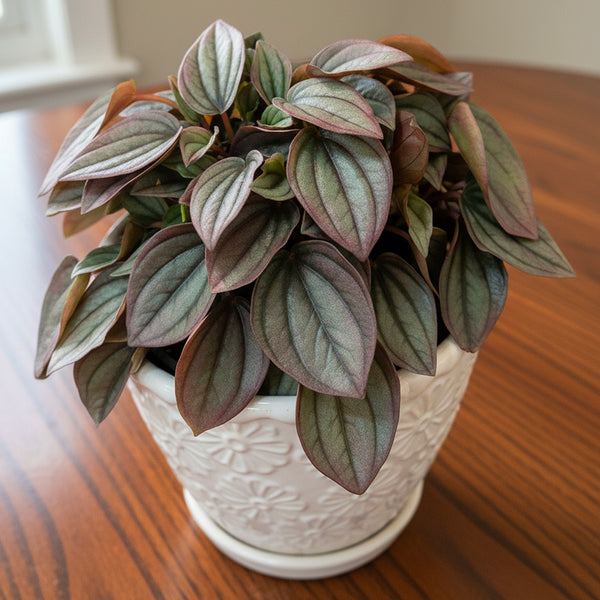 Peperomia caperata 'Cayenne'