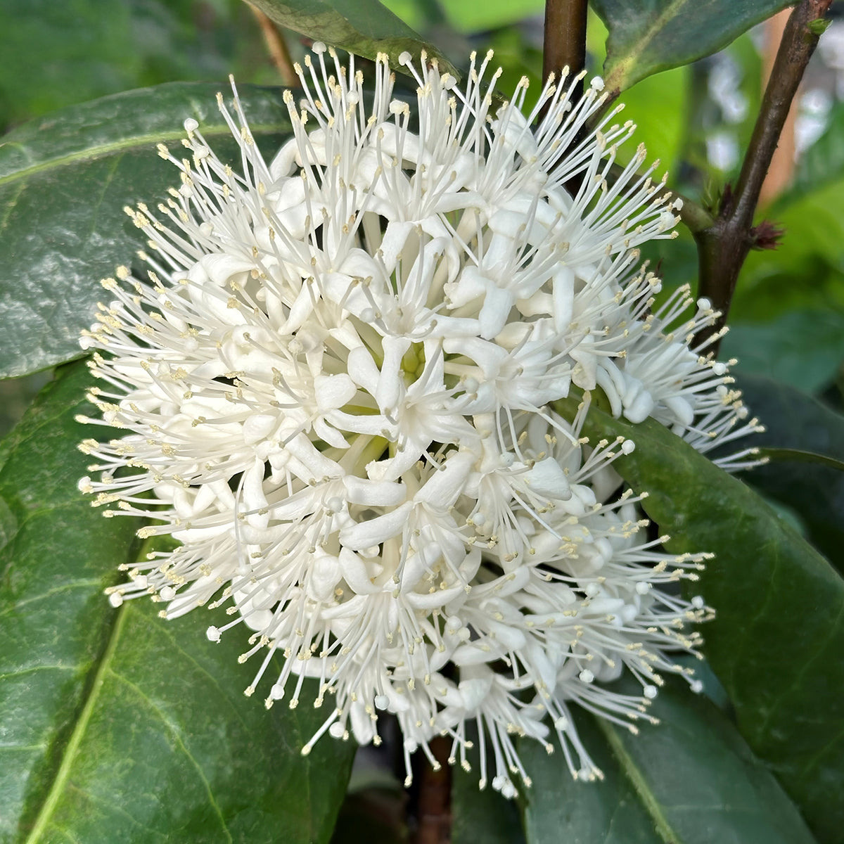 Phaleria capitata flowering tropical plant for sale