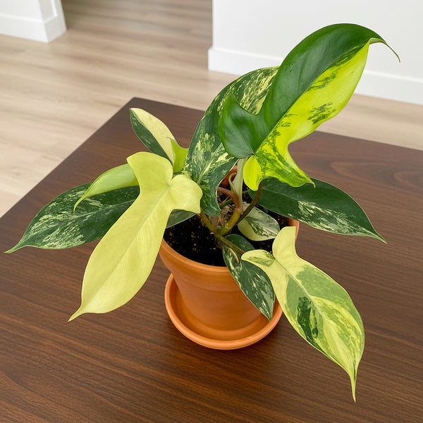 minimum temperature for philodendron Philodendron 'Florida Beauty' For Sale – Logee's Plants