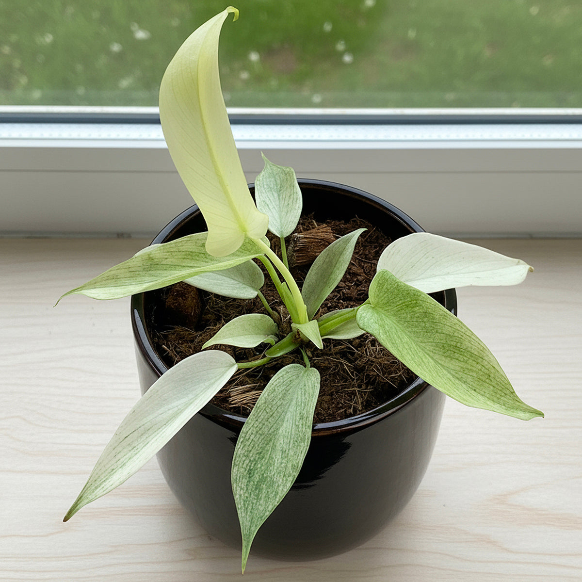 Philodendron ‘Ghost Mint’ (Philodendron hybrid)