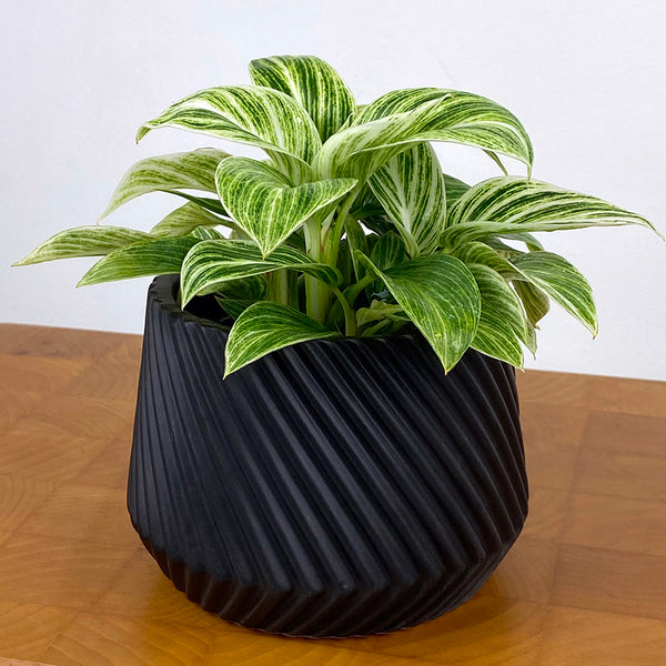 philodendron ceramic pot Philodendron 'Evian' For Sale – Logee's Plants