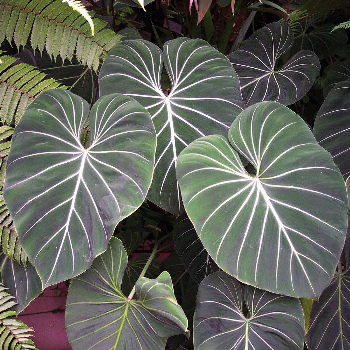 Philodendron gloriosum plants for sale