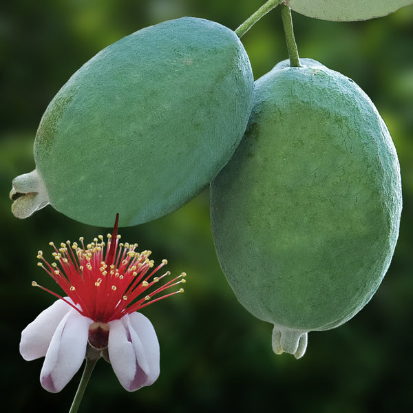 pineapple guava companion plants Pineapple Guava Tree For Sale – Logee's Plants