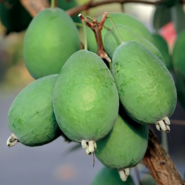 New Zealand Pineapple Guava Set Kaiteri™ PP & Kakariki™ PP - potted plants for sale