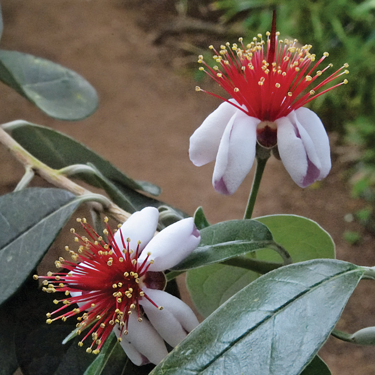 New Zealand Pineapple Guava Set Kaiteri™ PP & Kakariki™ PP (Acca sellowiana)