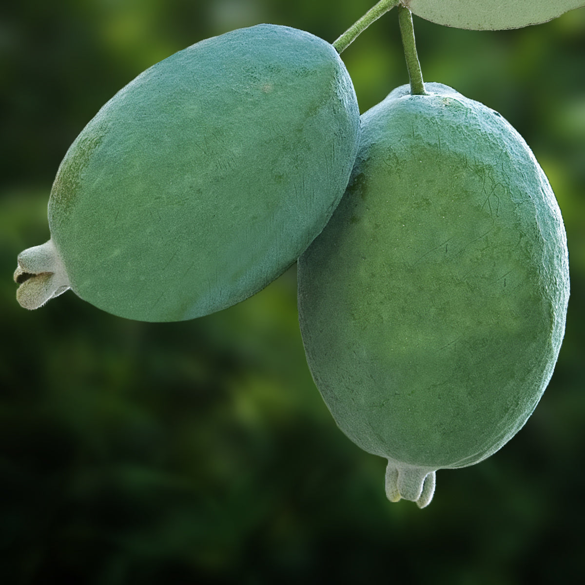 Pineapple Guava Tree For Sale – Logee's Plants
