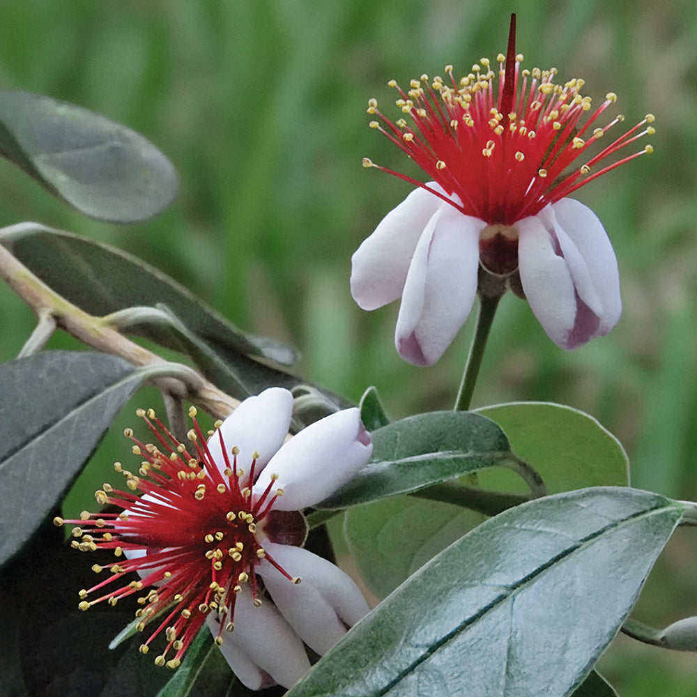 buy pineapple plant nz New Zealand Pineapple Guava Kakariki™ PP for Sale – Logee's Plants