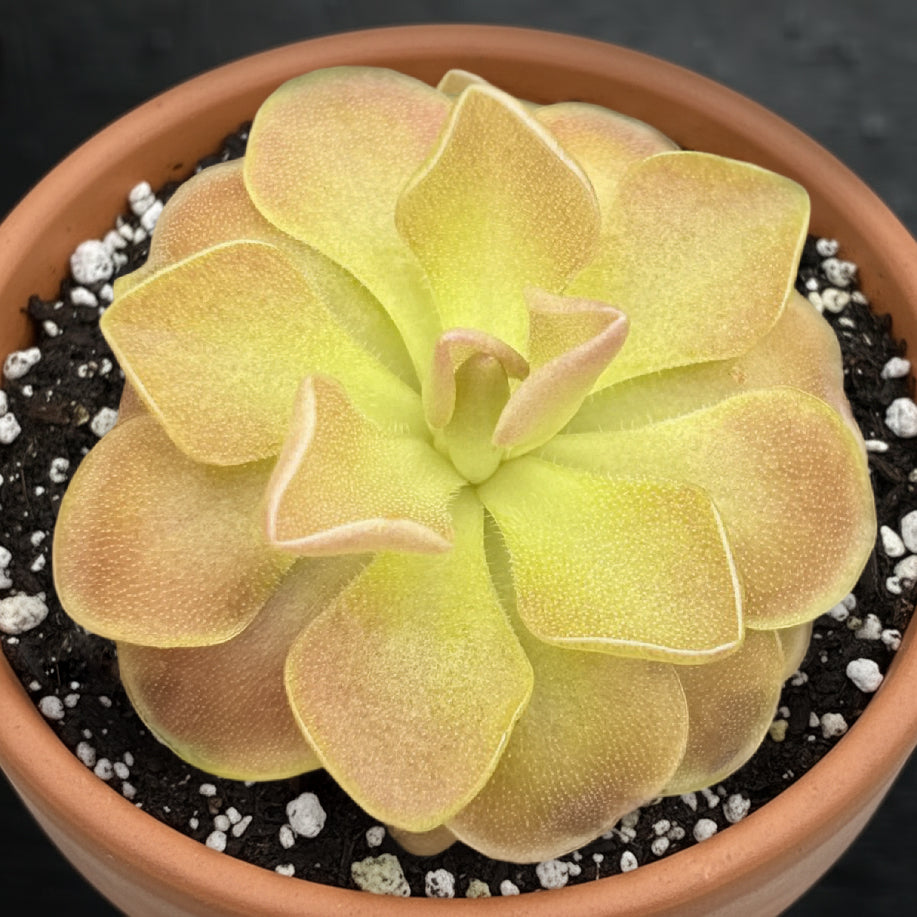 Tropical Butterwort Pinguicula Weser carnivorous plant for sale
